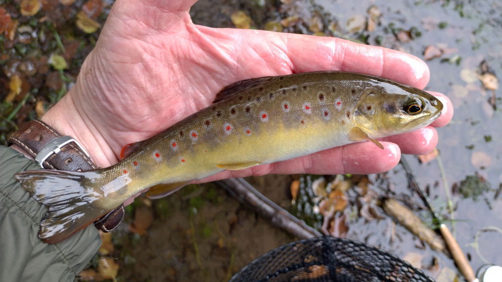 Photo of the the only trout of the day